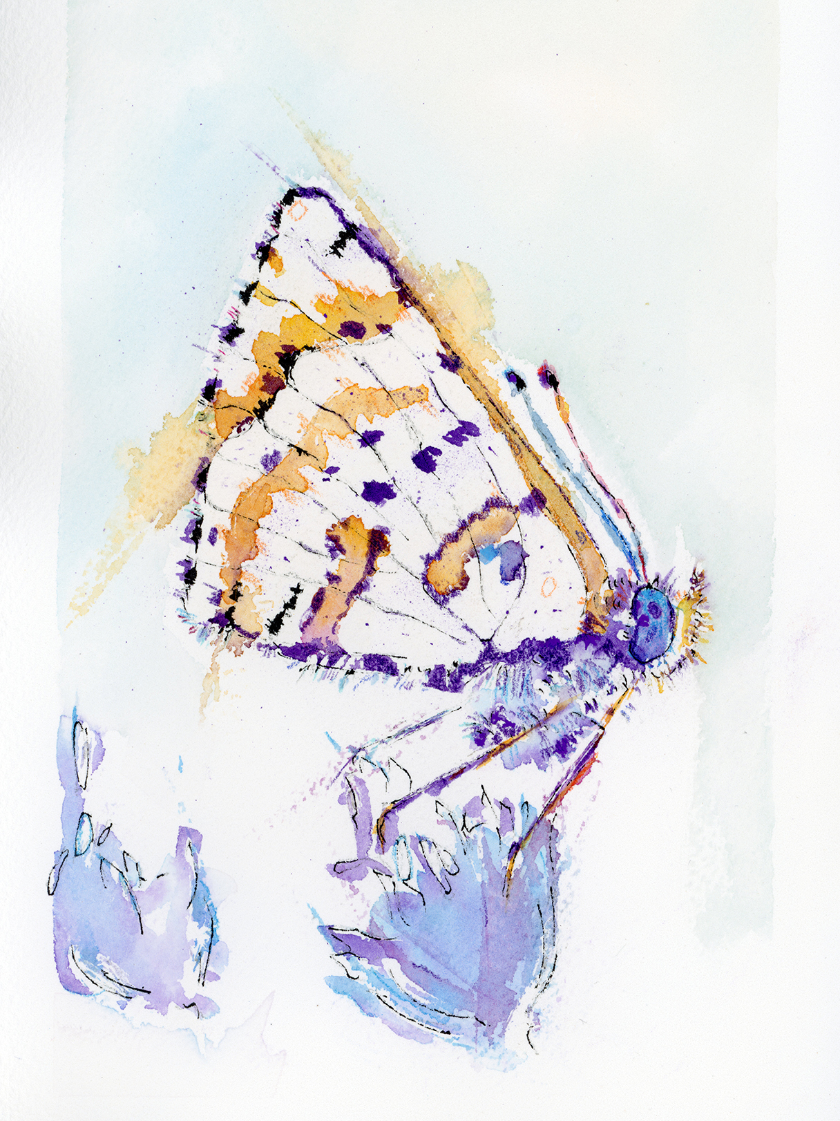 Watercolour and ink painting of a butterfly portrait with loose and expressive washes