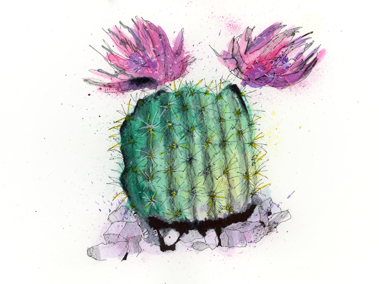 A blooming cactus rendered in watercolour and ink, symbolizing resilience, quiet strength, and the beauty of thriving in harsh landscapes.
