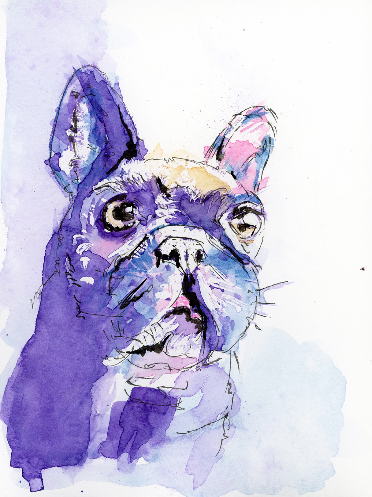 Watercolour and ink portrait of a french bulldog